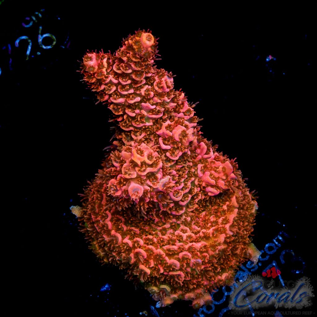 EC Akil’s Firecracker Acro
