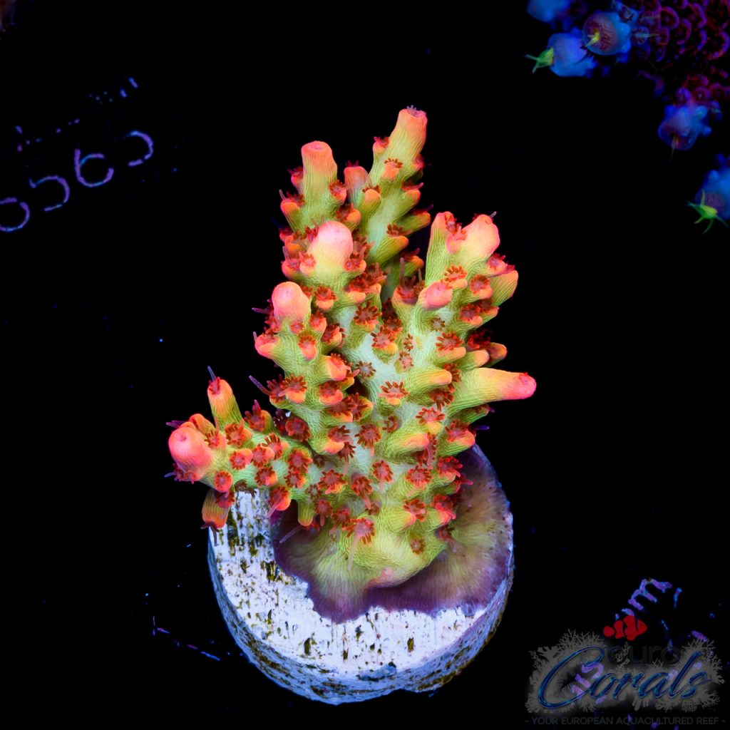 EC Red Devils Acro EX