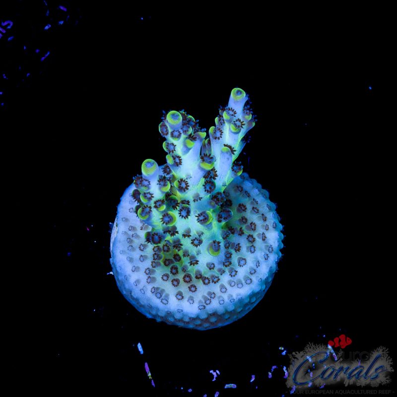 EC Exquisita Stag Acro BACK