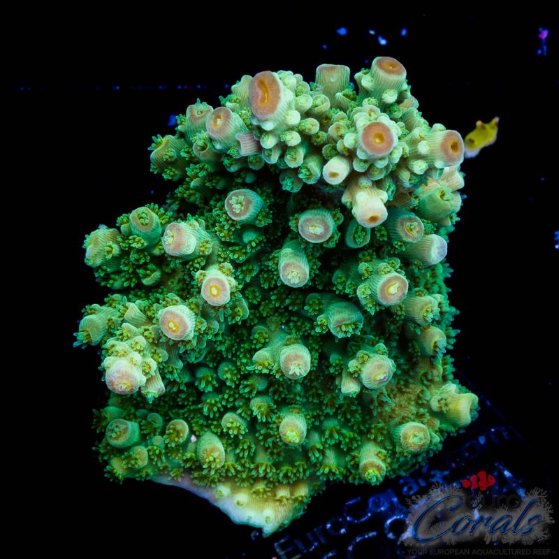 EC Red Hot Hat Digit Acro