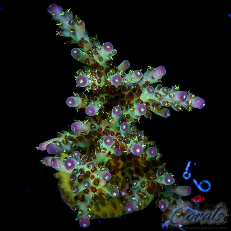 EC Sour Twist Acro