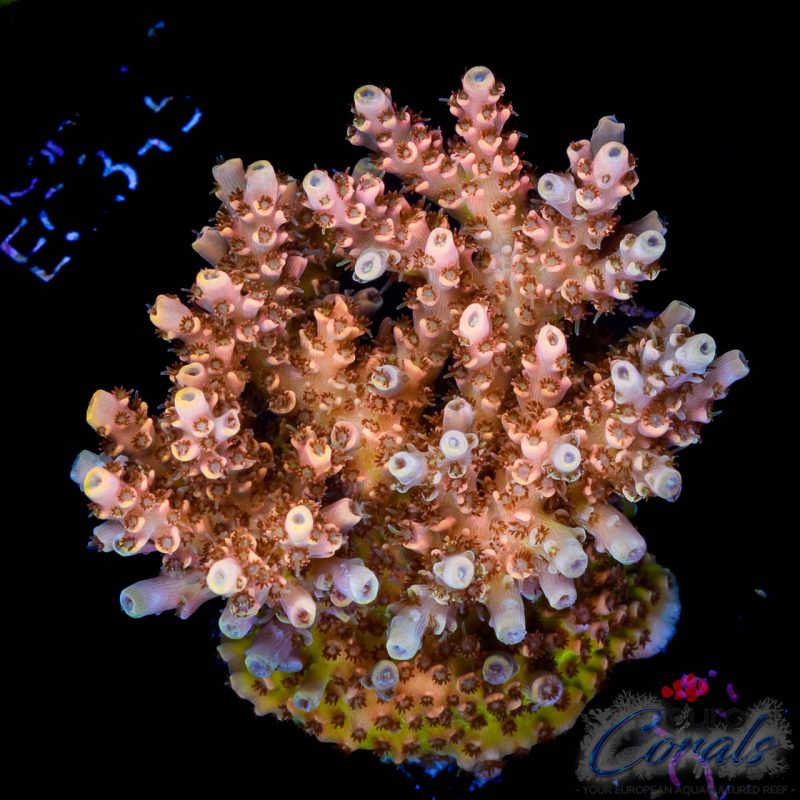 EC Golden AquaMan Acro
