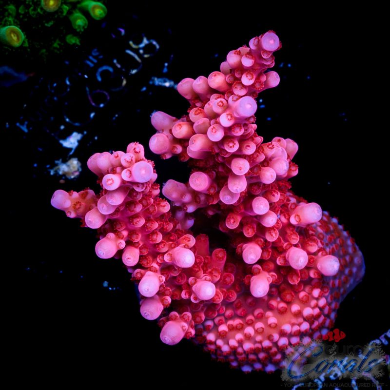 EC Adam Bomb Super Red Acro