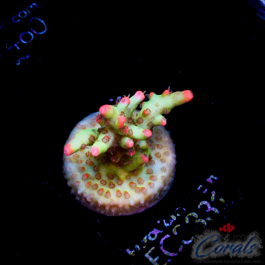 EC Bonsai Hyperberry SC Acro