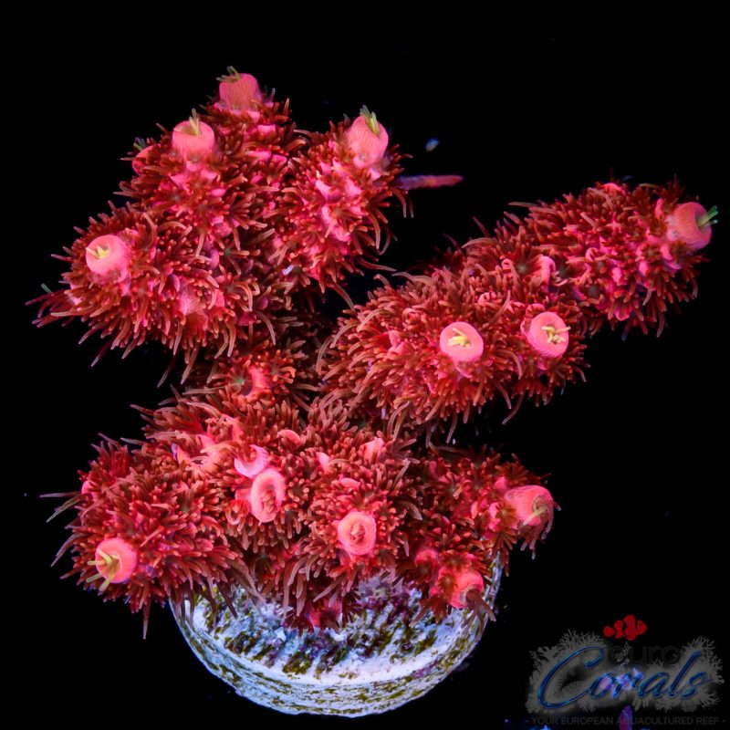 EC Redblood Mille EX BACK