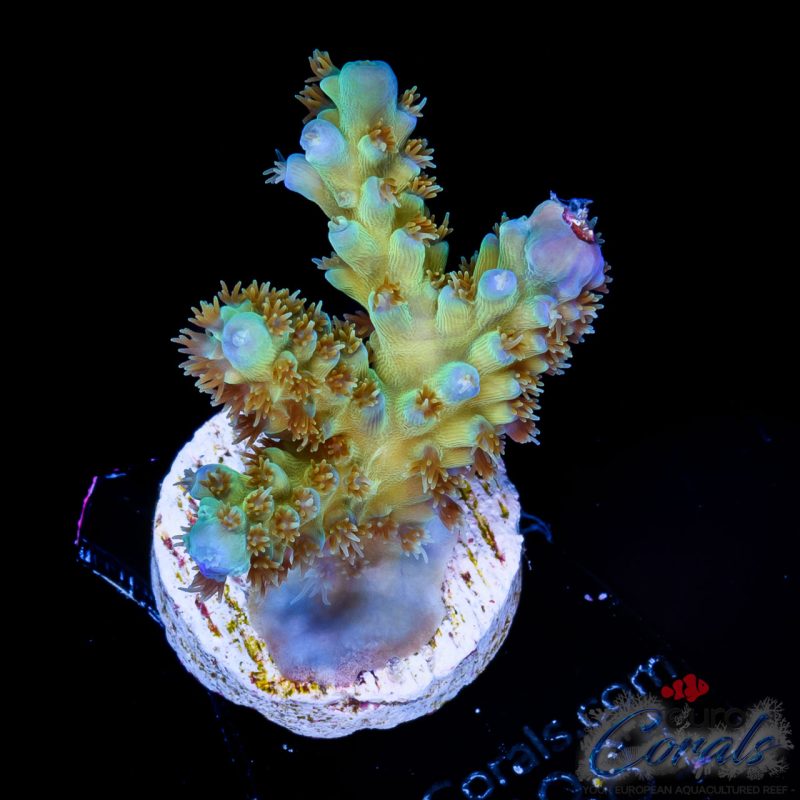 EC Blue Tipped Bellina Acro