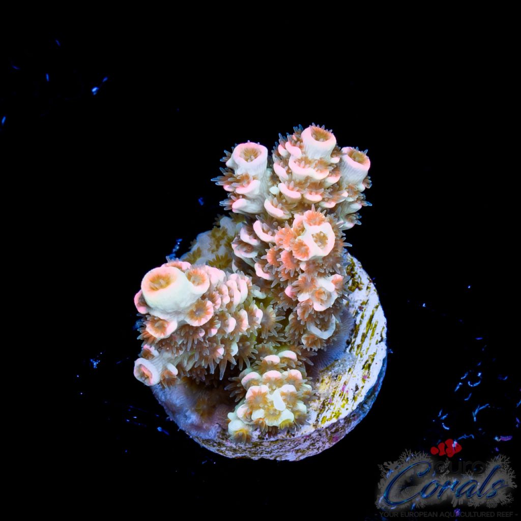 EC Pink Highlighter Tenuis