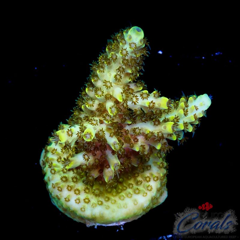 EC Toxic Waste Acro