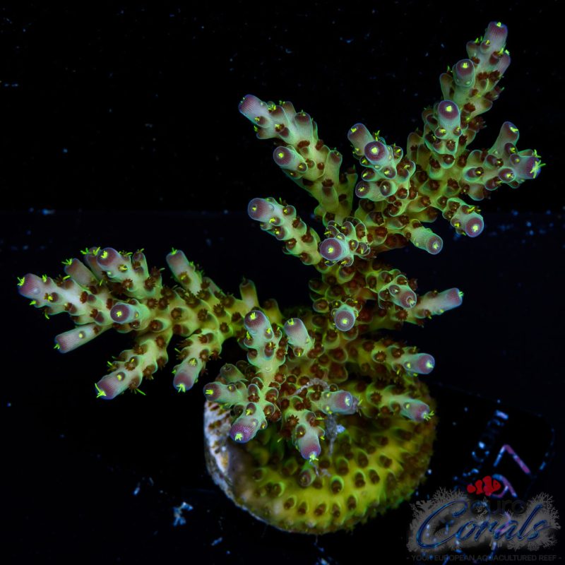EC Sour Twist Acro