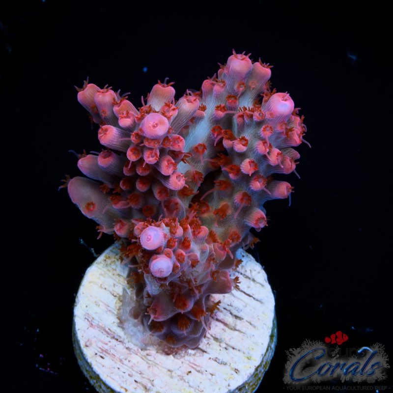 EC Red Devil Nasuta Acro