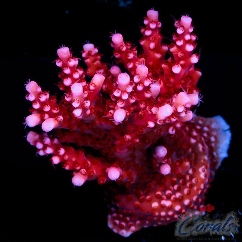 EC Adam Bomb Super Red Acro