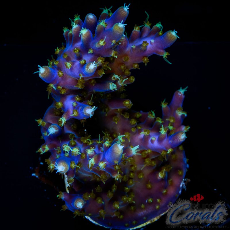 EC Purple Candle Acro