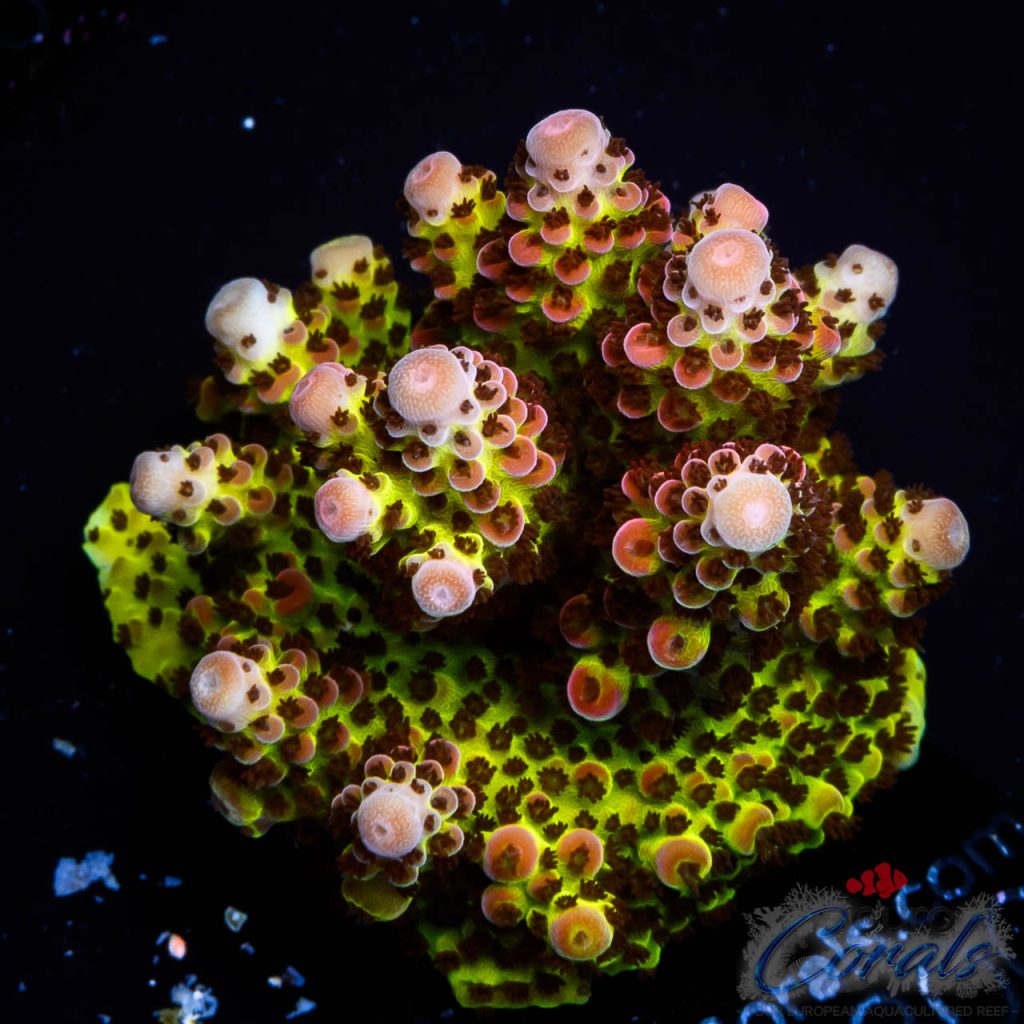 EC BloodMoon Acro