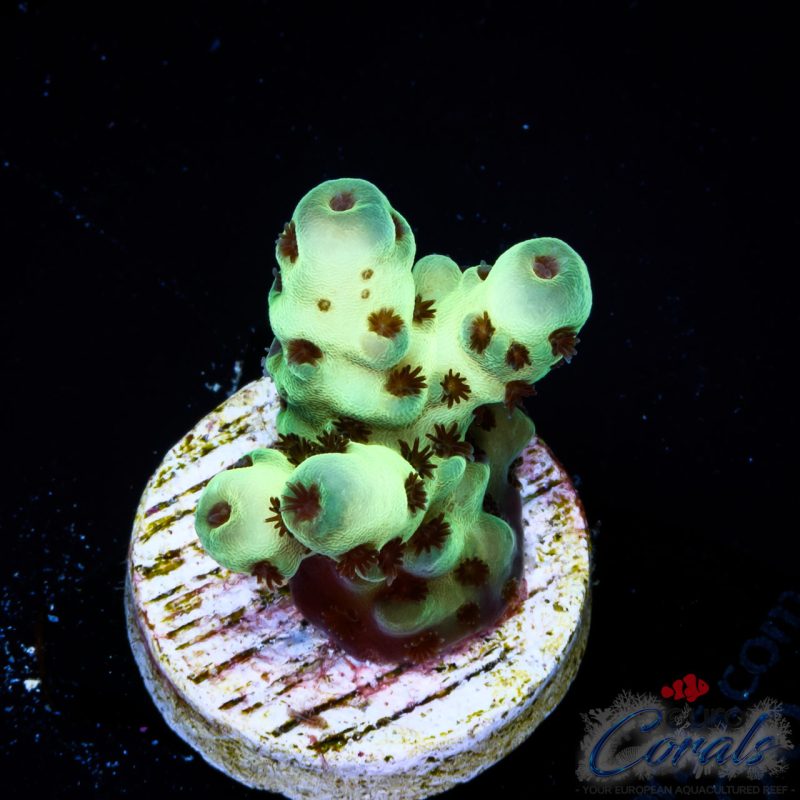 EC Cookie Monster Acro