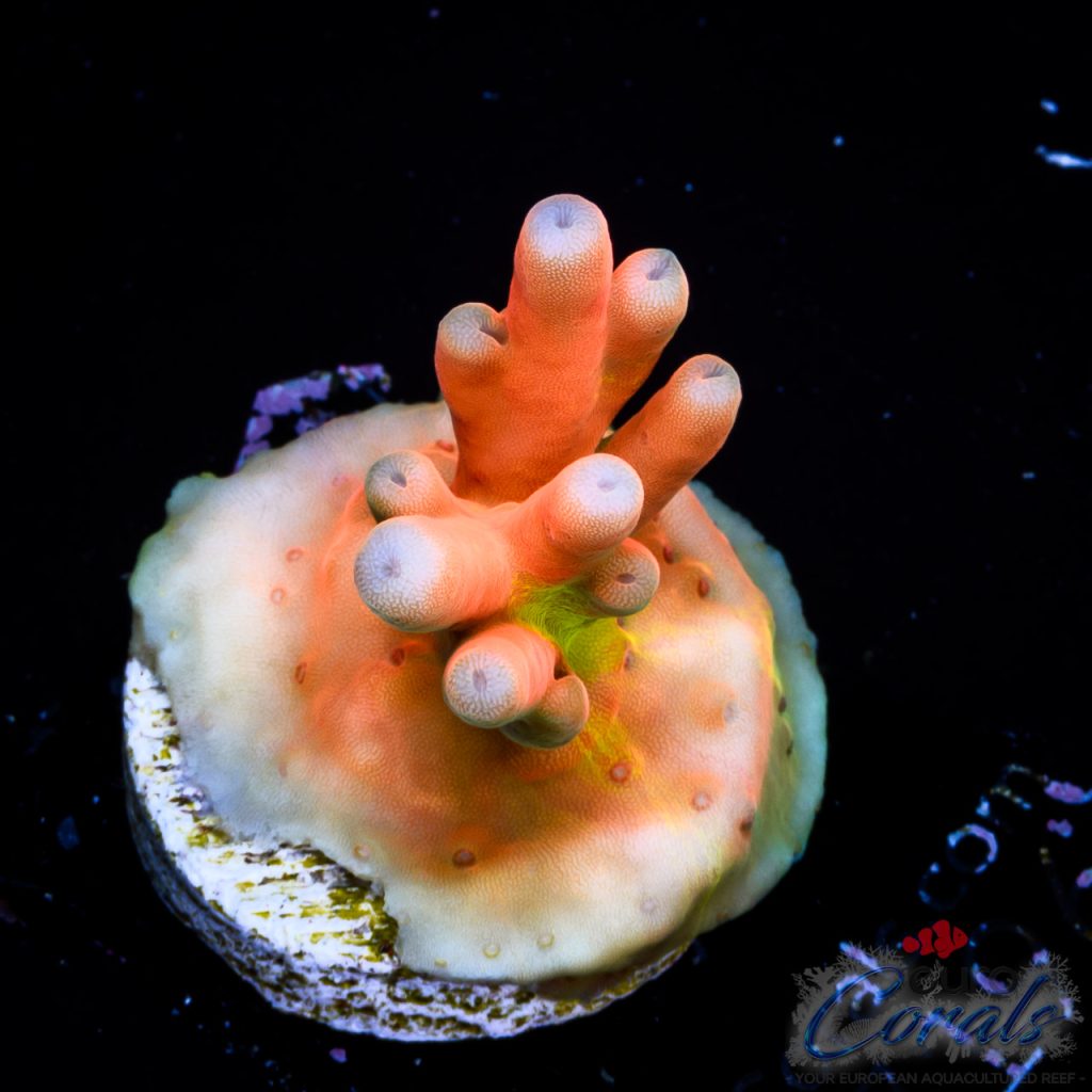 EC Jawdropper Acro