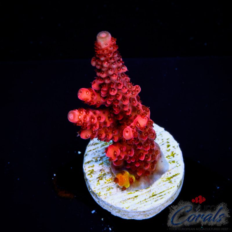 EC Akil’s PC Rainbow Acro
