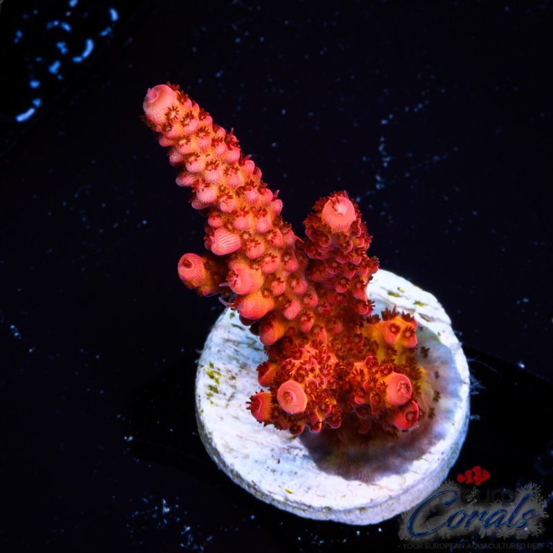 EC Emberhorn Acro
