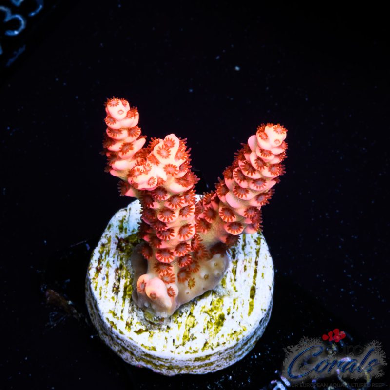 EC God of Flame Acro