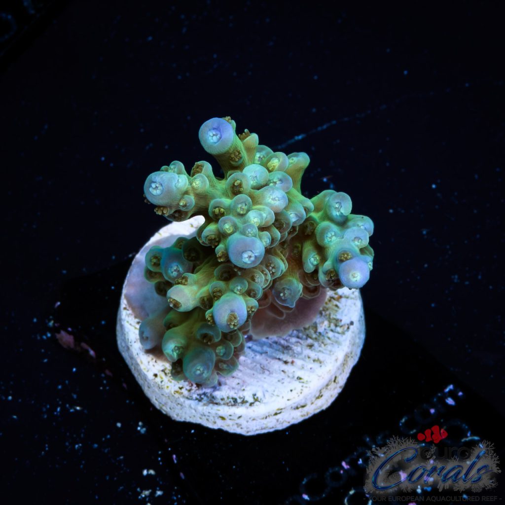 EC Blue Tipped Bellina Acro