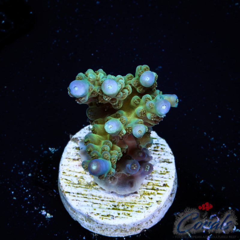 EC Blue Tipped Bellina Acro