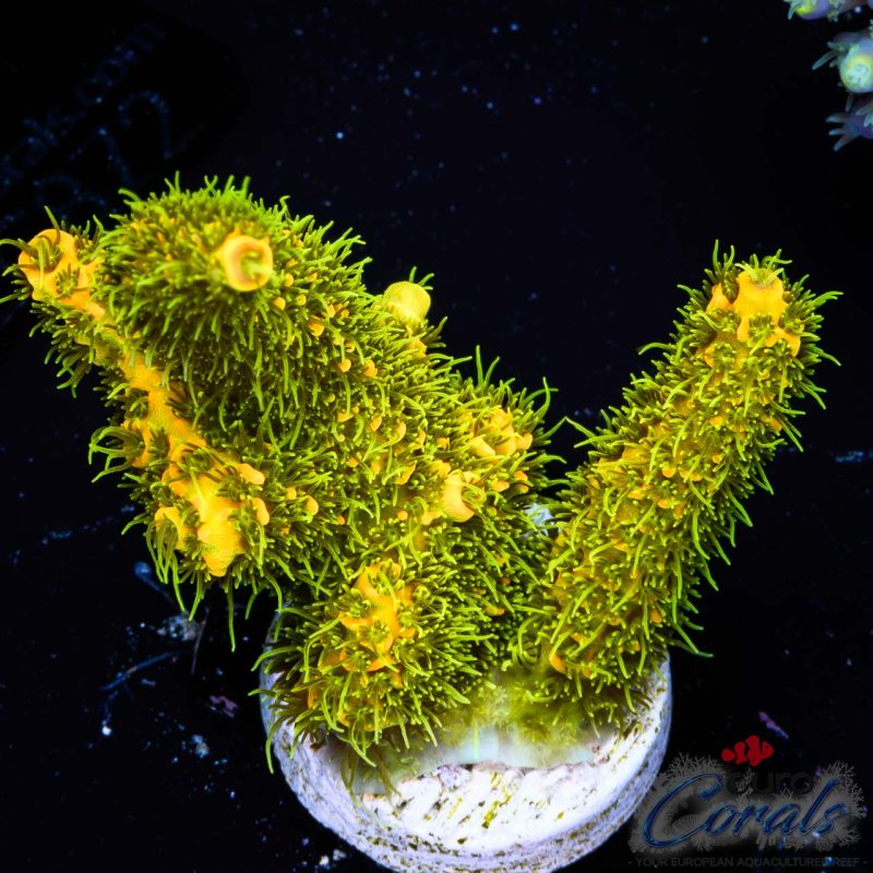 EC Solar Flare Mille