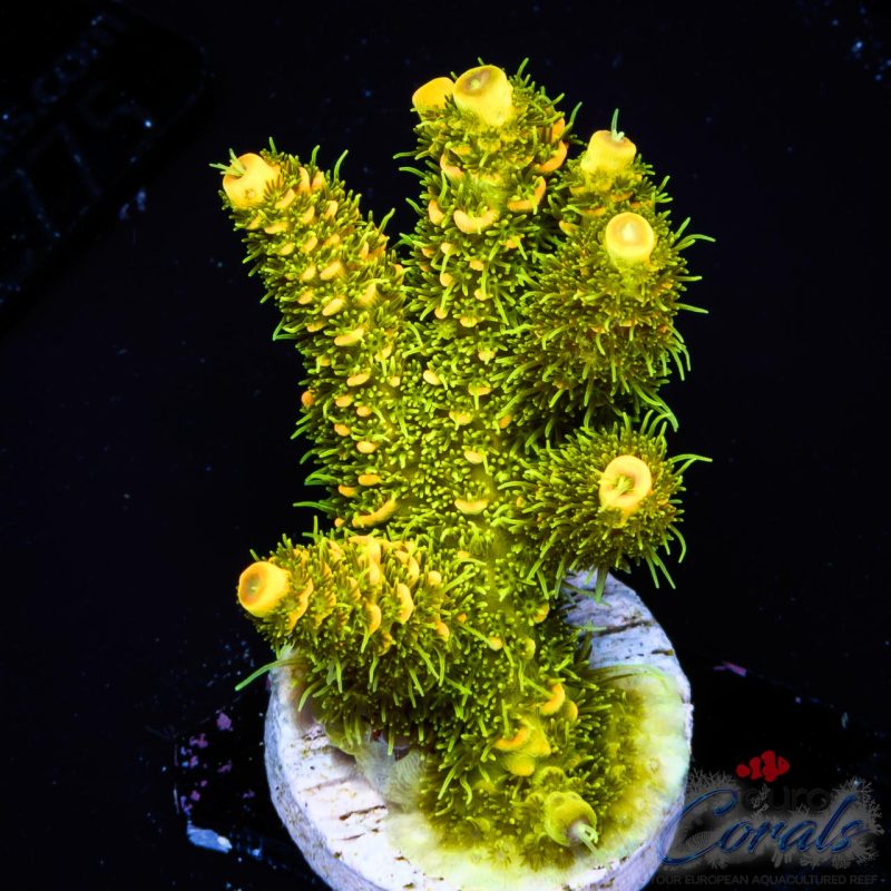 EC Solar Flare Mille