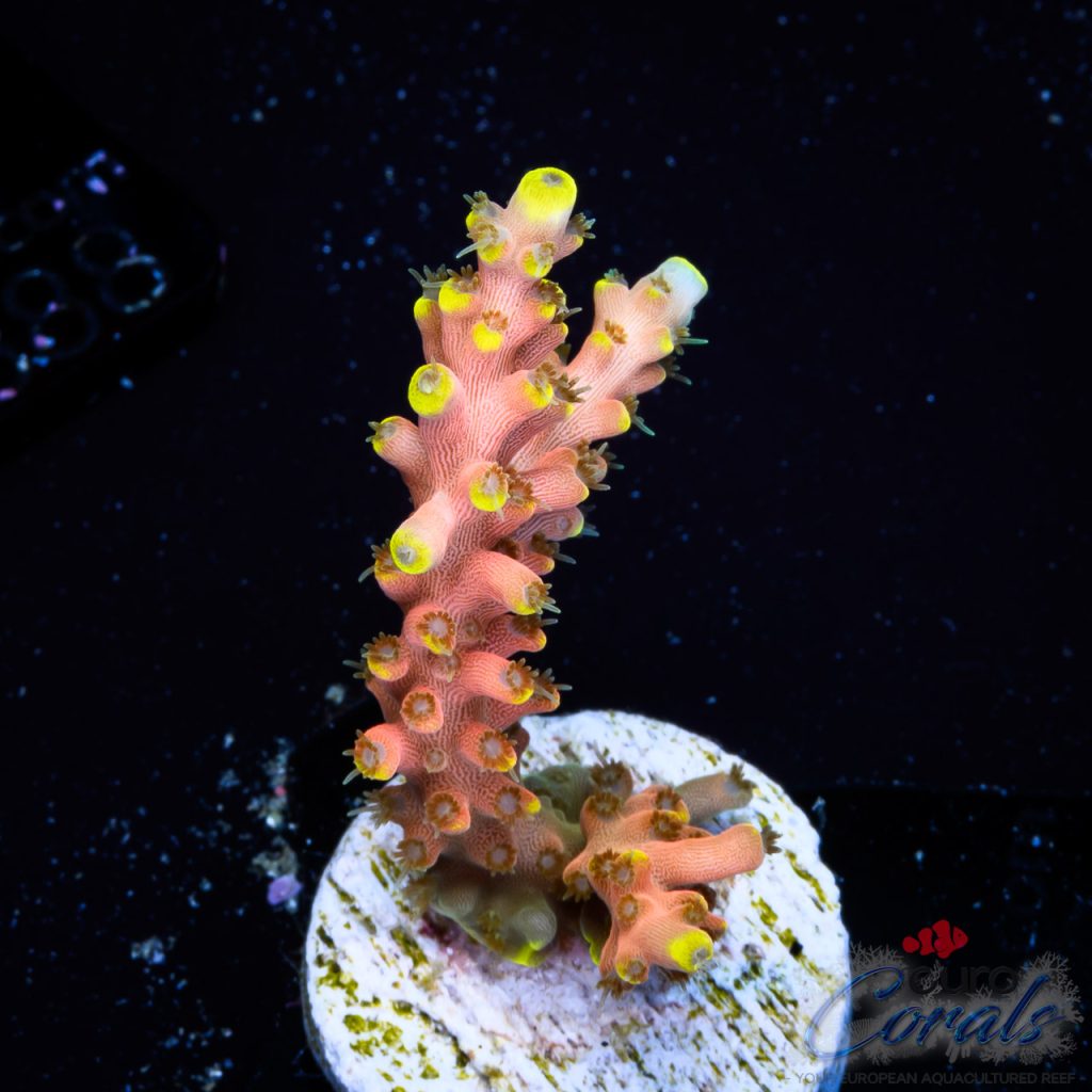 EC Poison Envy Acro