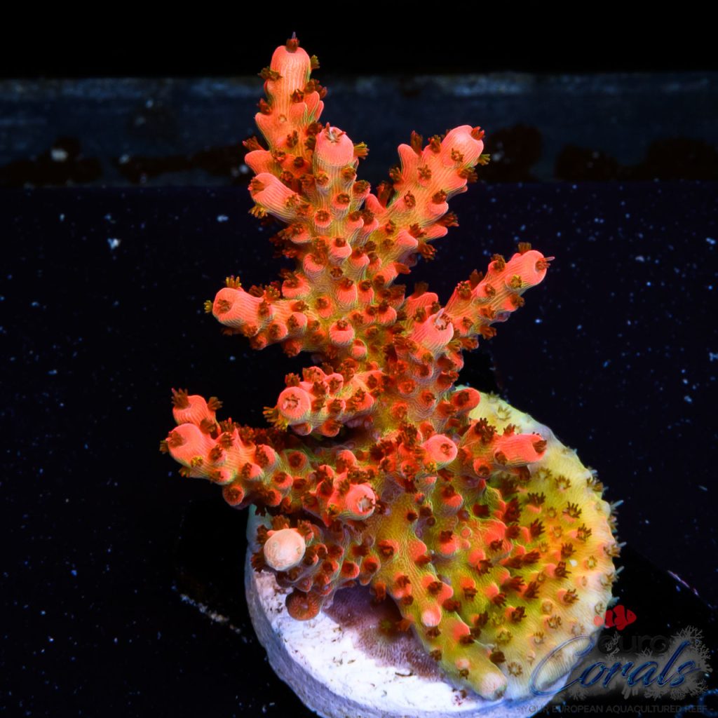 EC Tears of The Sun Acro