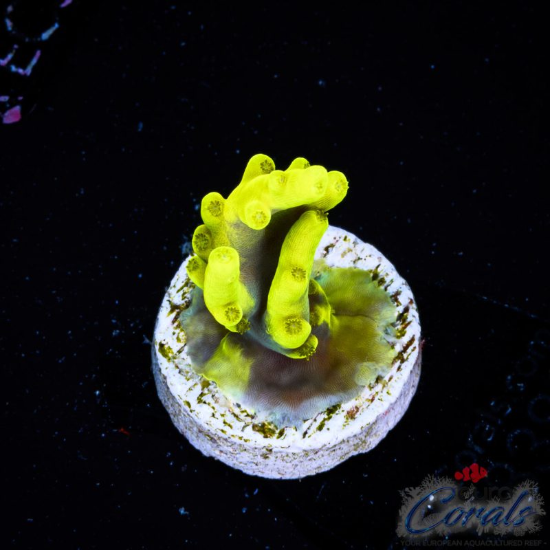 EC Banana Split Smoothie Acro
