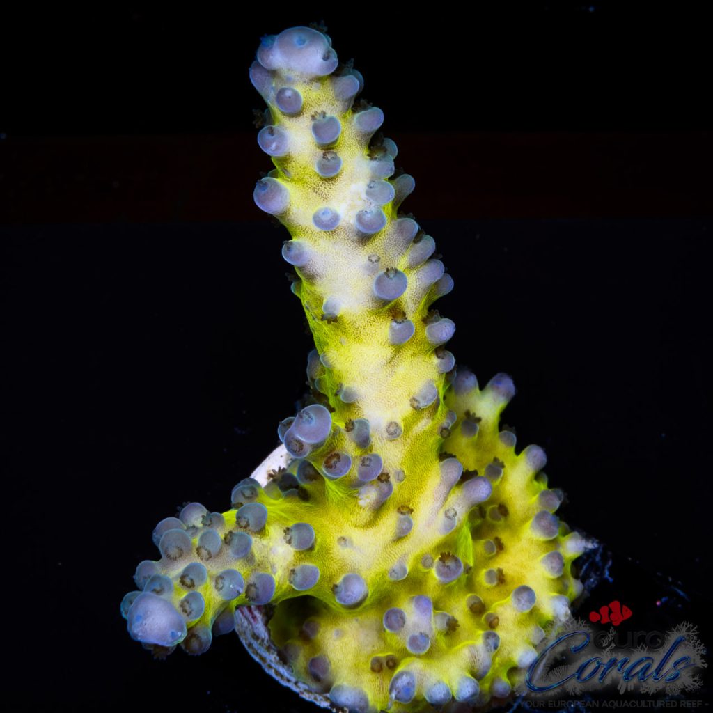 EC Electric Miyagi Tort Acro