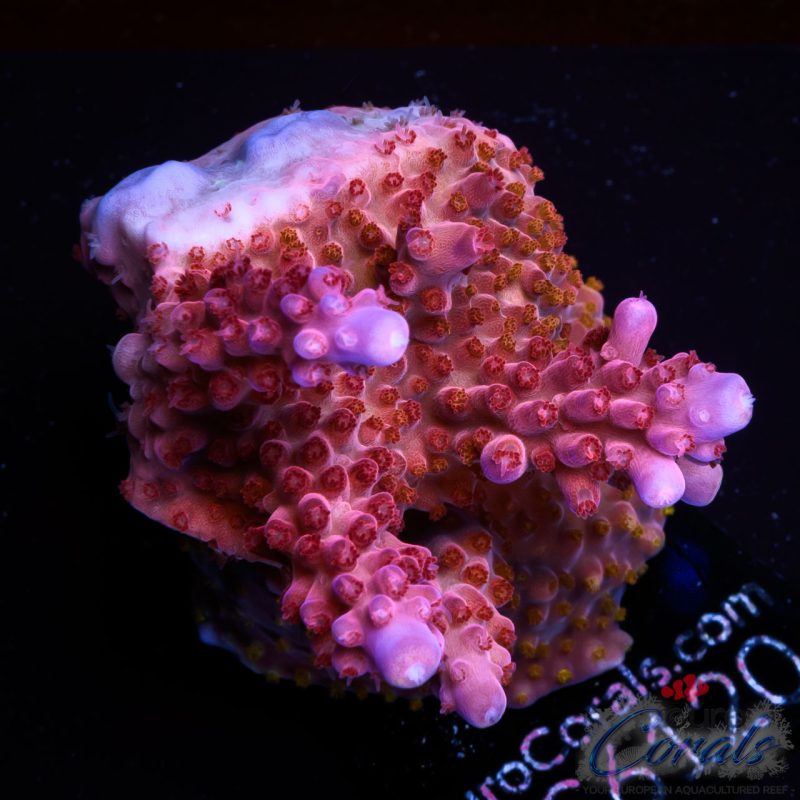 EC Lolly Fruit Acro