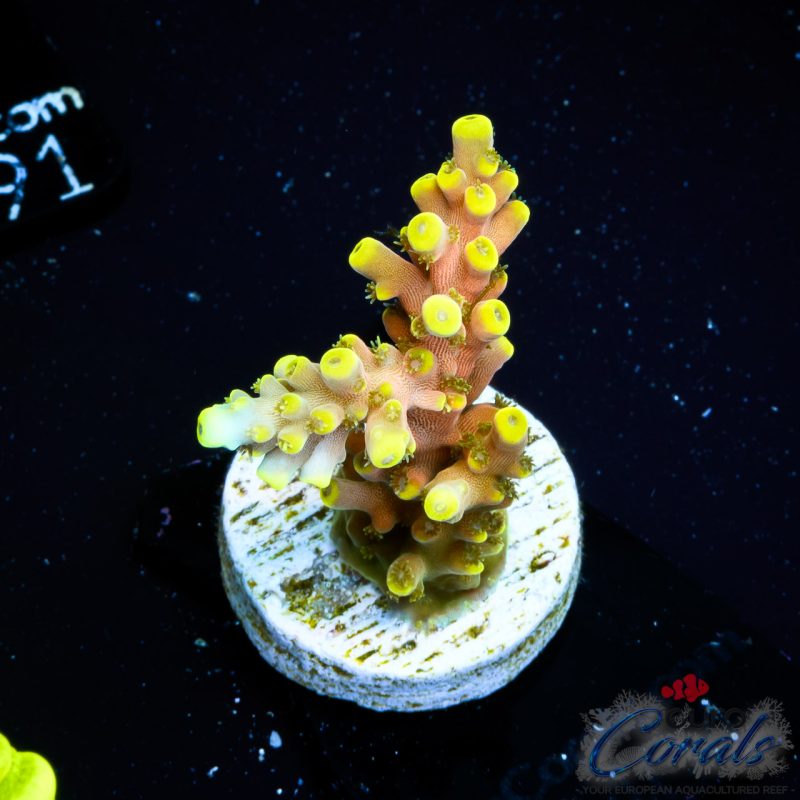 EC Poison Envy Acro