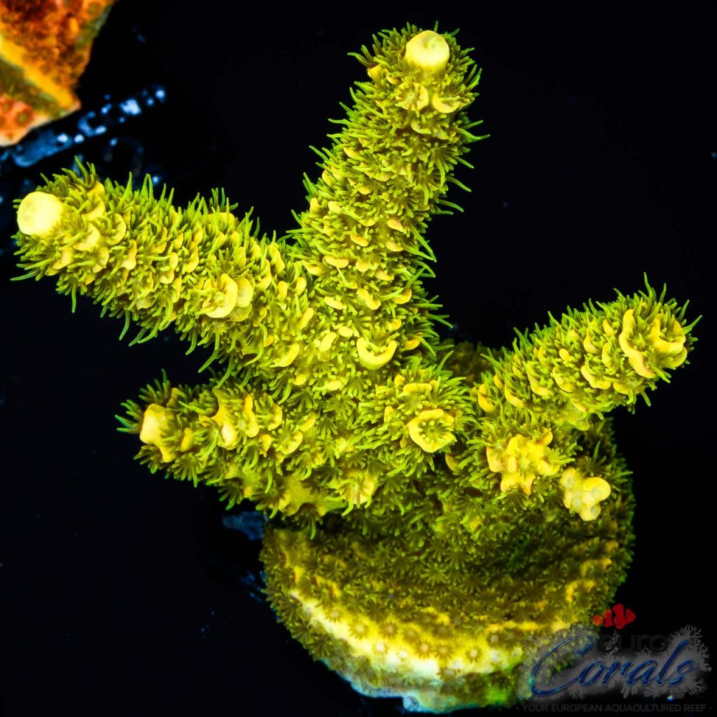 EC Cactus Cooler Mille Acro