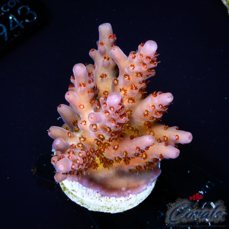 EC Bio Flame Acro