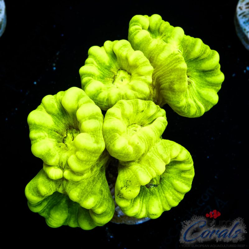 EC Kryptonite Candy Cane