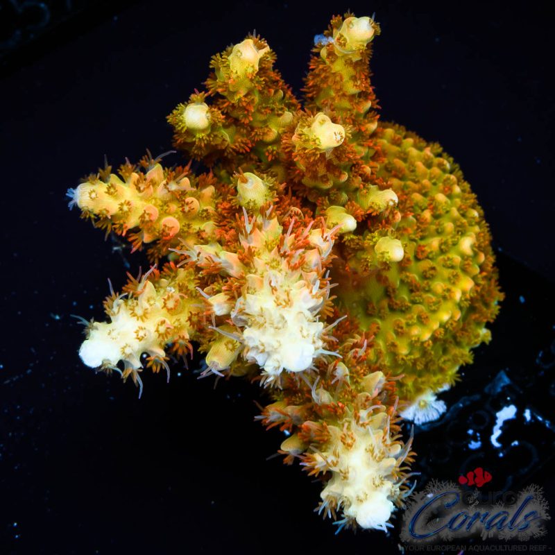 EC Mango Tango Acro