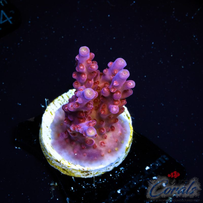 EC Purple Paletta Acro