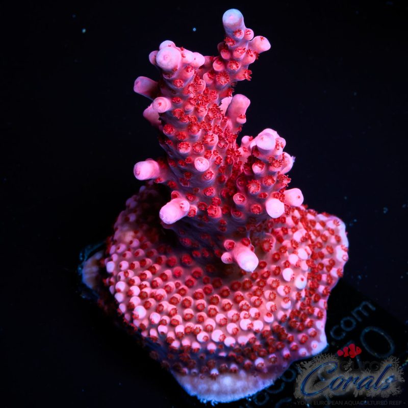 EC Adam Bomb Super Red Acro