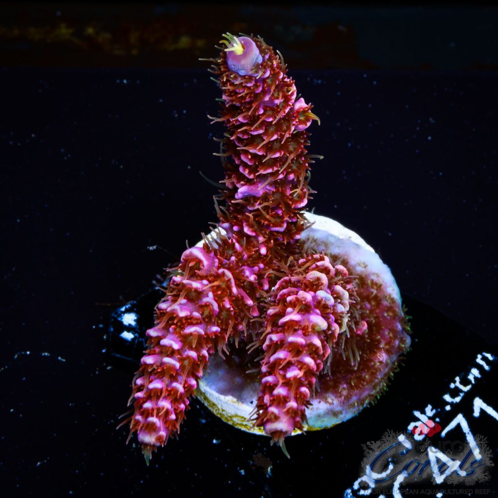 EC Milky Way Galaxi Acro