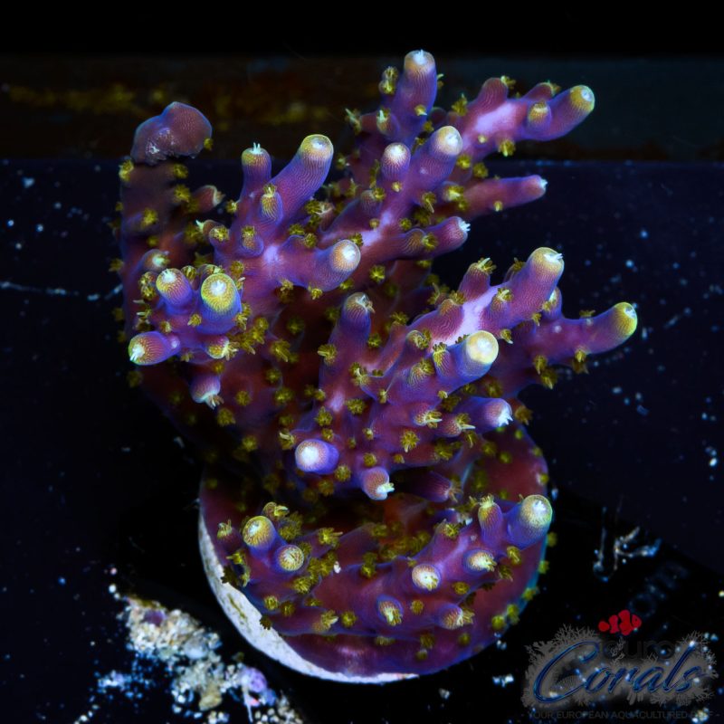 EC Purple Candle Acro