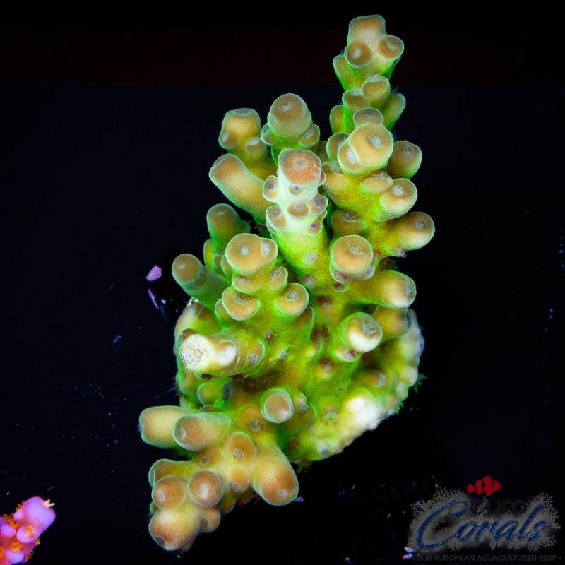 EC Panda Acro