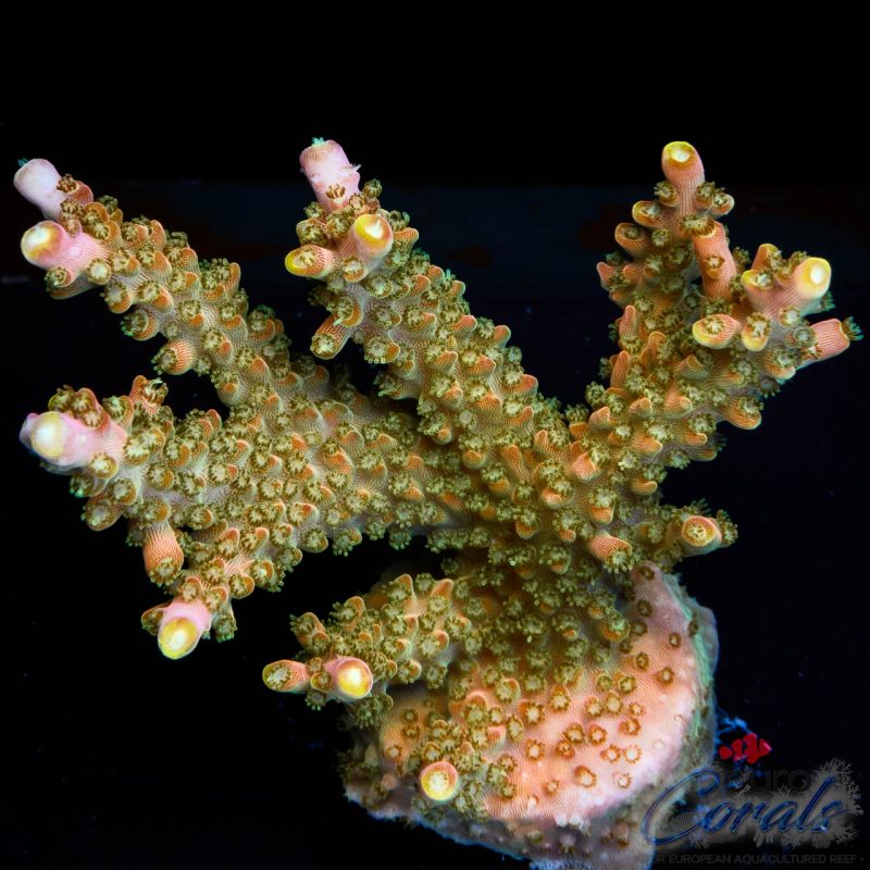 EC Paletta Pink Tip Acro