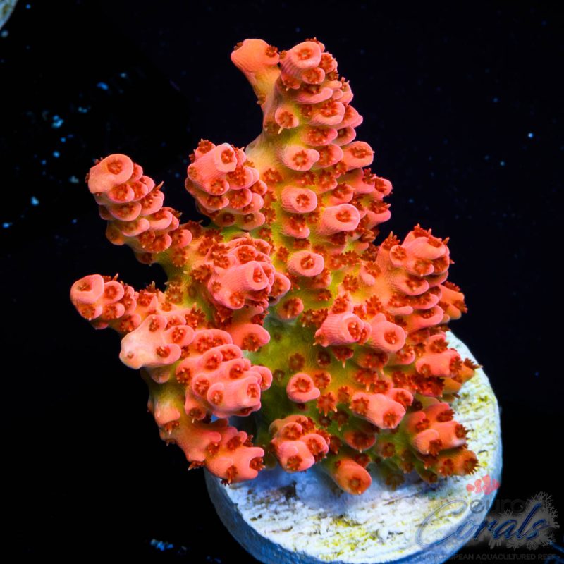 EC Tears of The Sun Acro