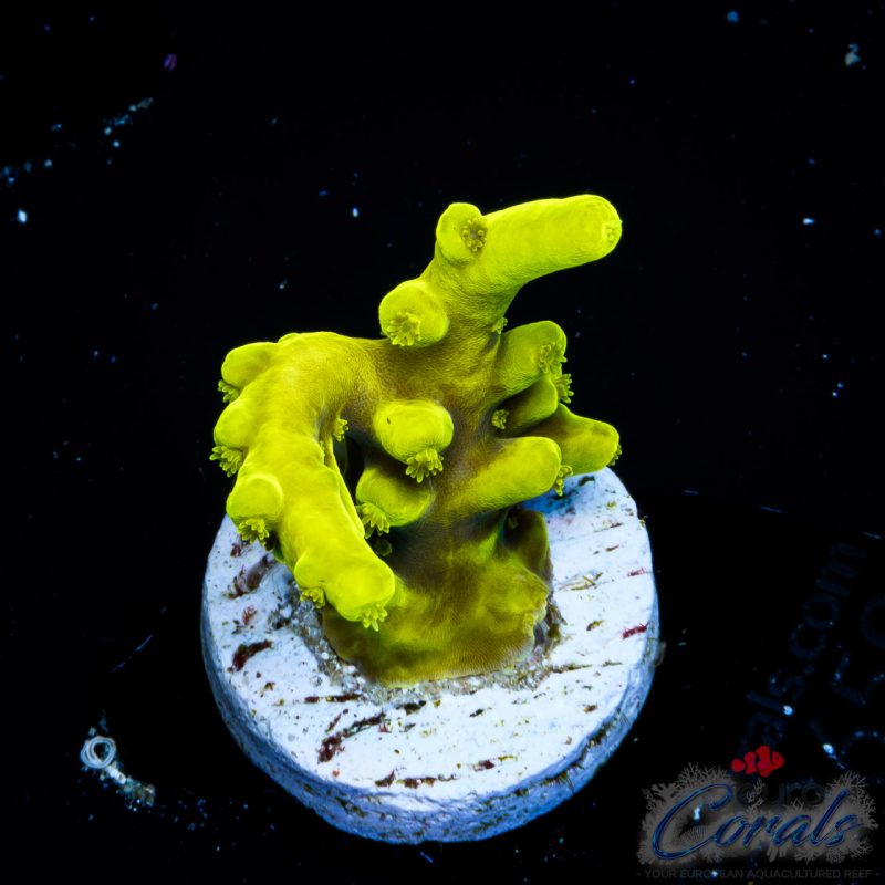 EC Banana Lokani Acro