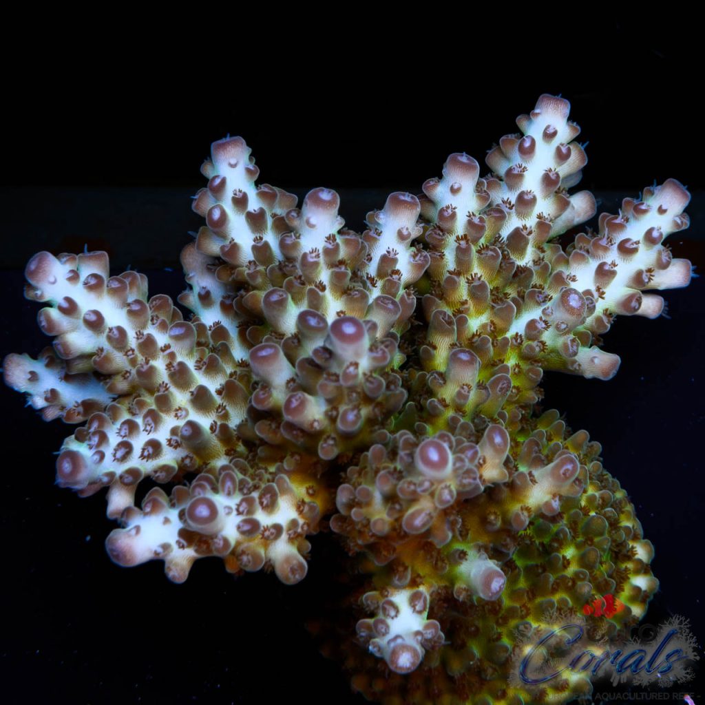 EC Rainbow Indigo Velvet Acro