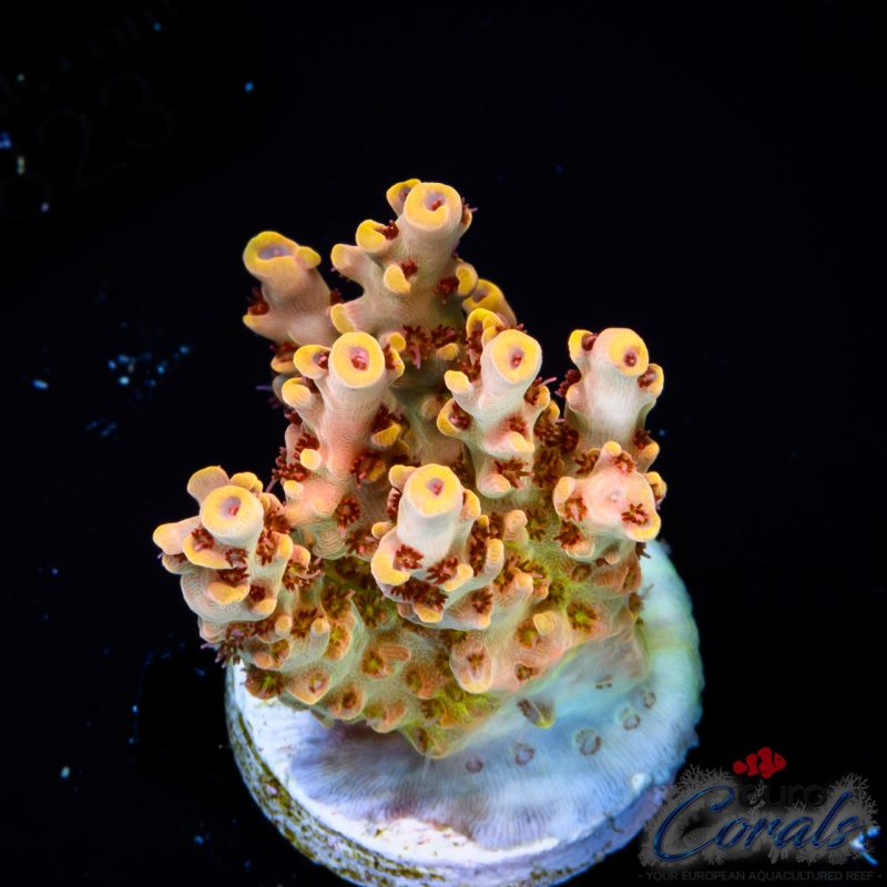 EC Wasp Nest Acro NEW