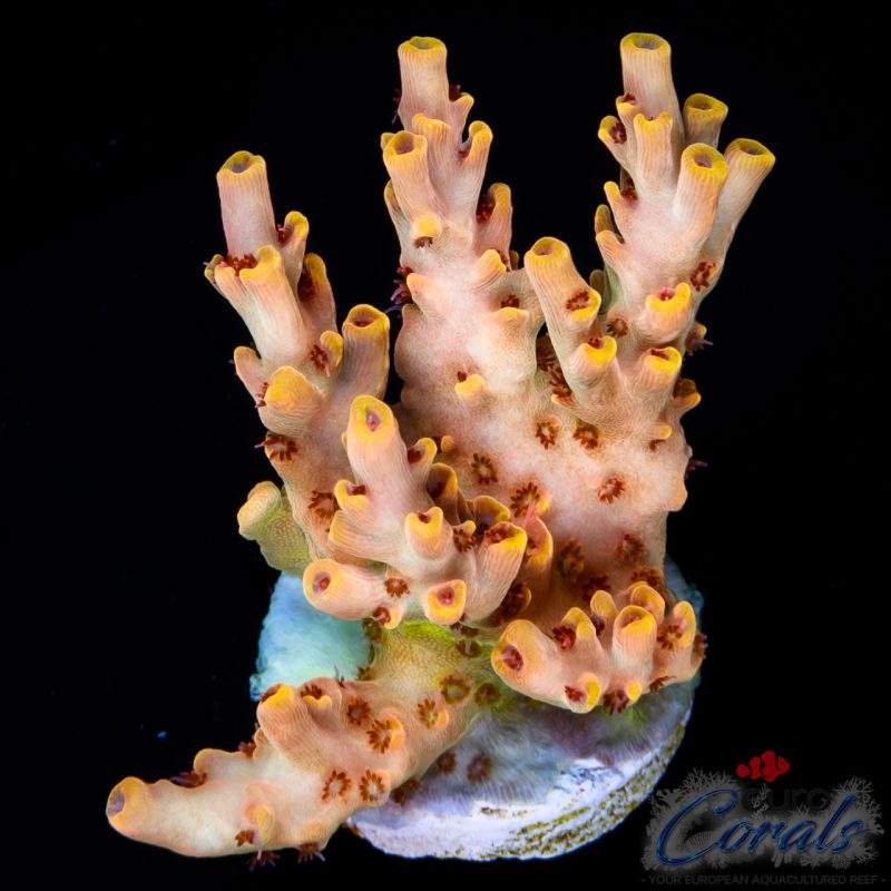 EC Wasp Nest Acro NEW