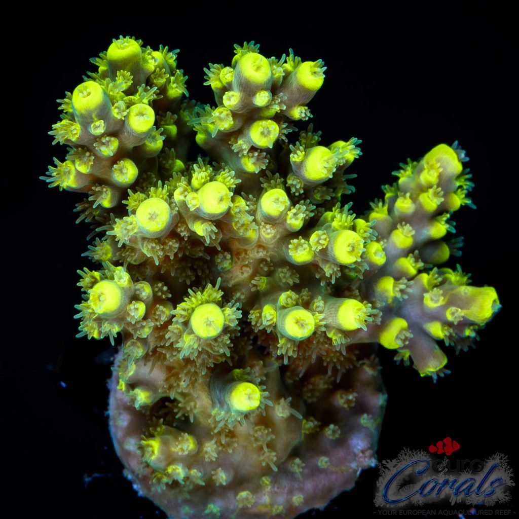 EC Blue Firefly Acro