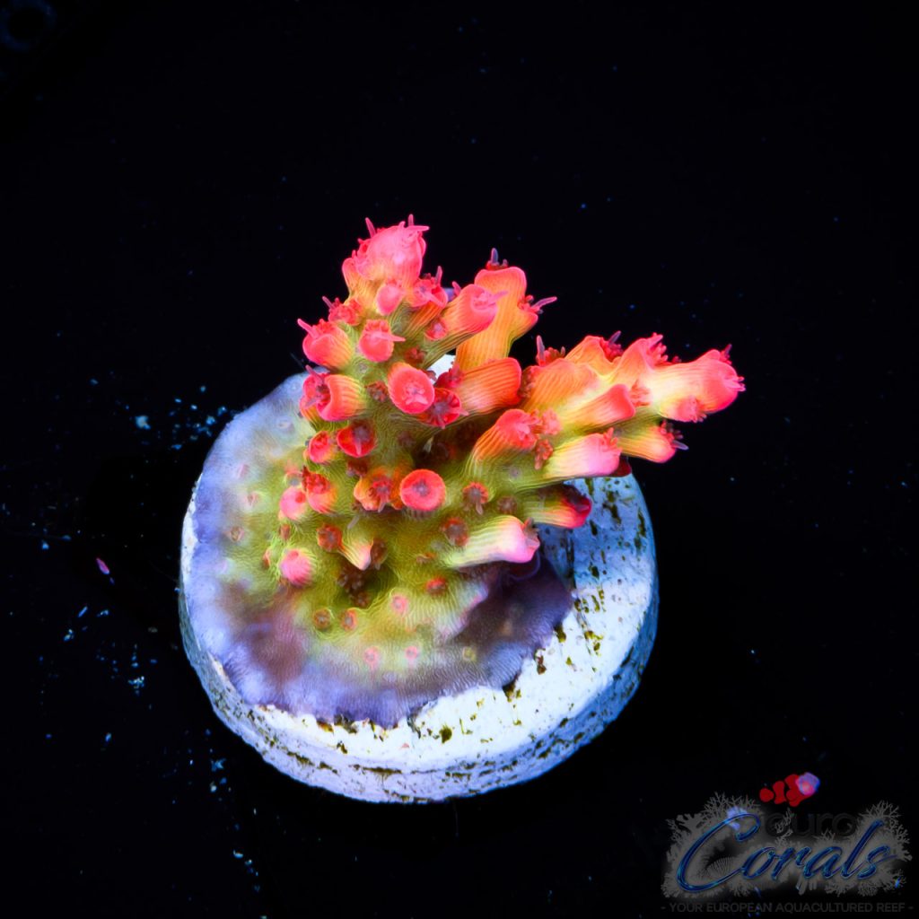 EC Akil’s Super Raspberry Acro