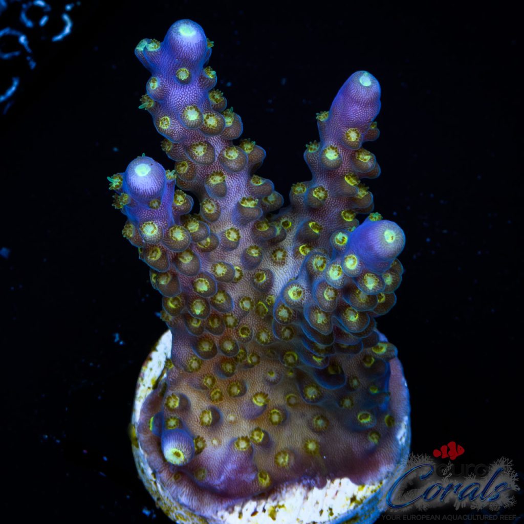 EC Nebula Super Blue Yellow Polyps Acro